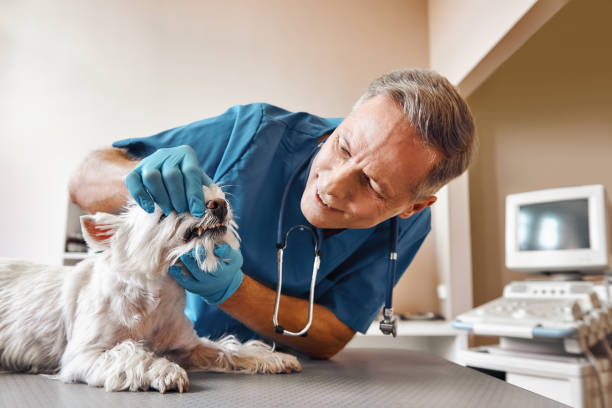 Best Emergency Dental Care for Sports Injuries in Martinsvle, IL